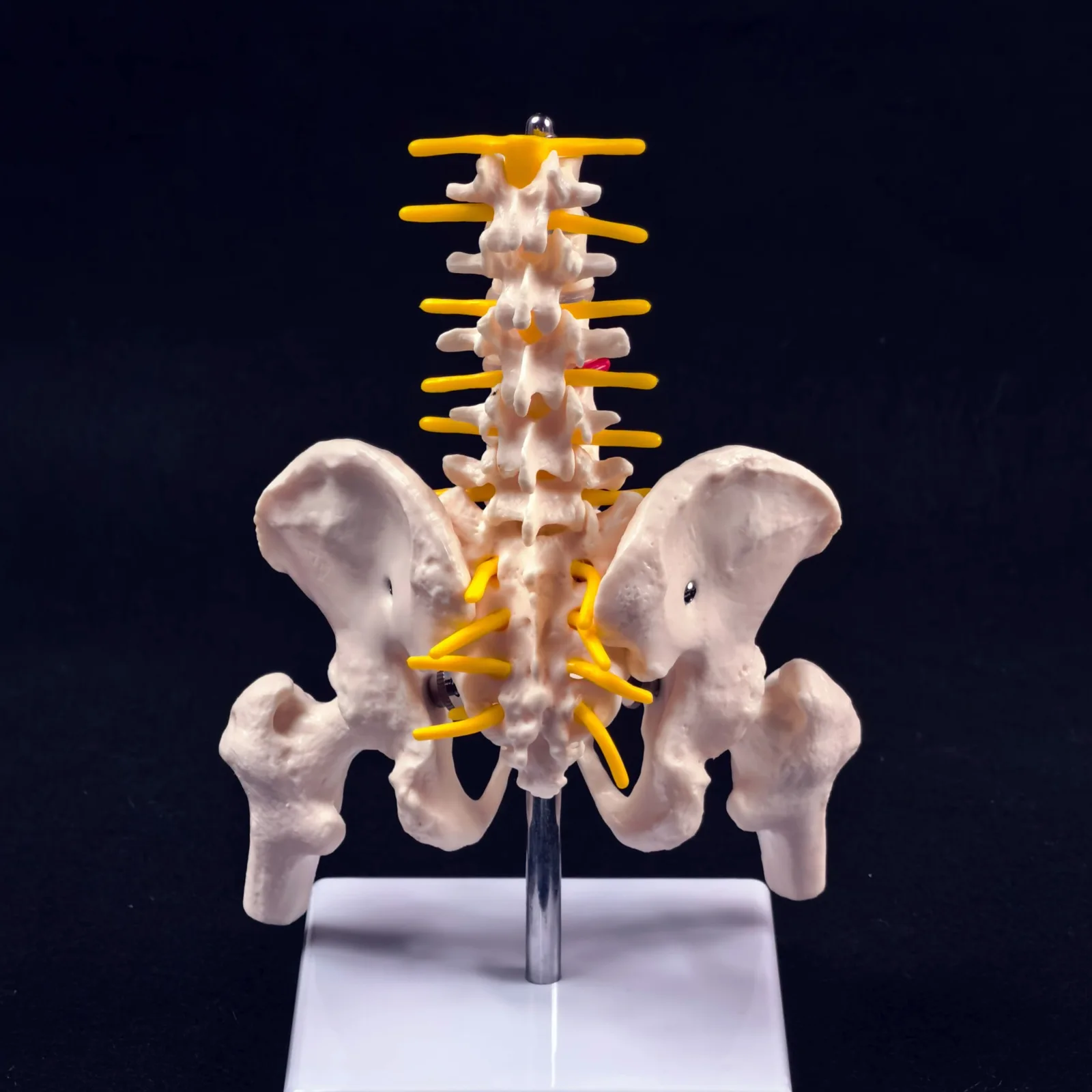Pelvis and Lumbar Anatomy Model 1