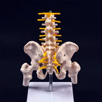 Pelvis and Lumbar Anatomy Model 1