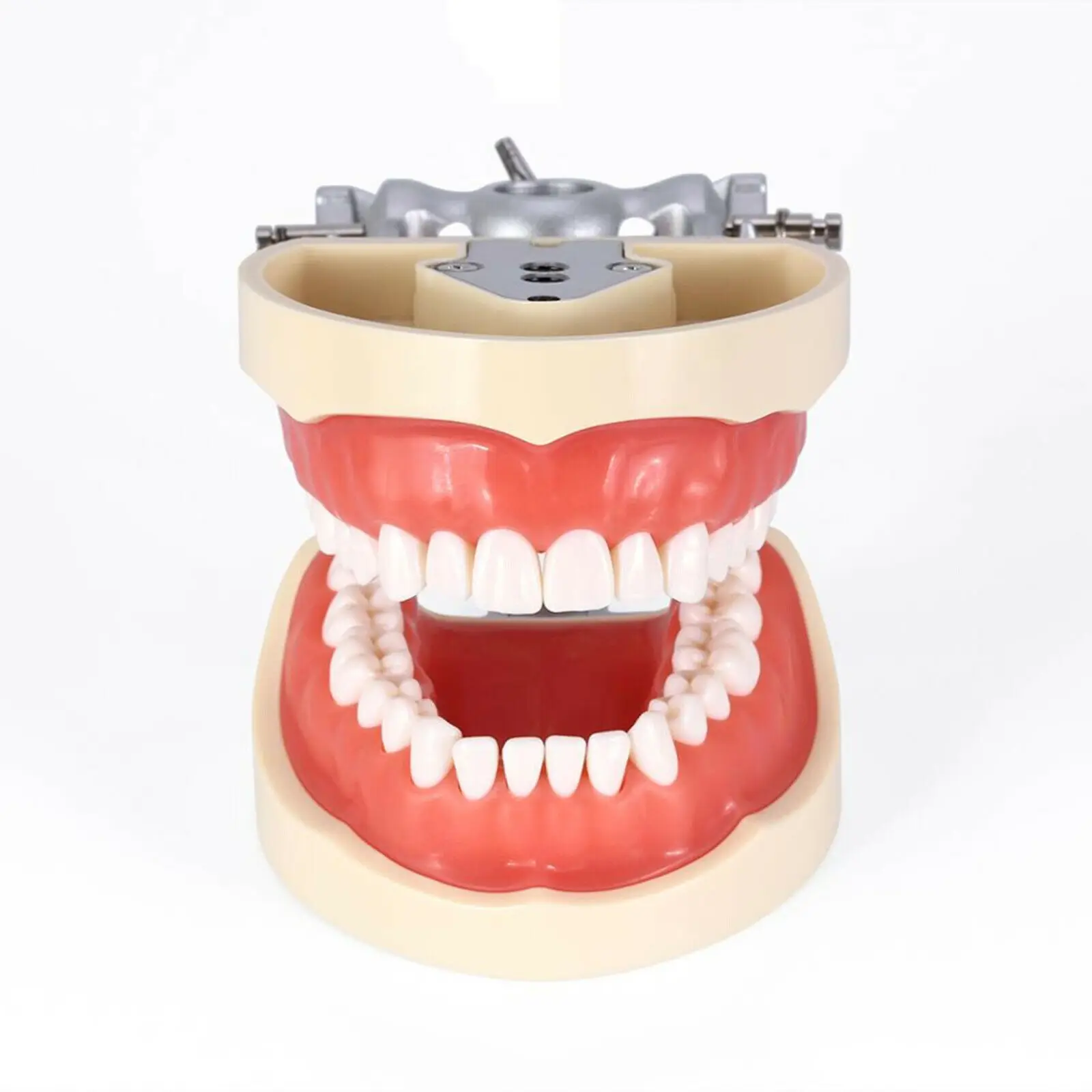 

Kilgore NISSIN 200 Type Dental Typodont Model Removable Preparation Teeth 32Pc Demonstration Odontologia Accesorios