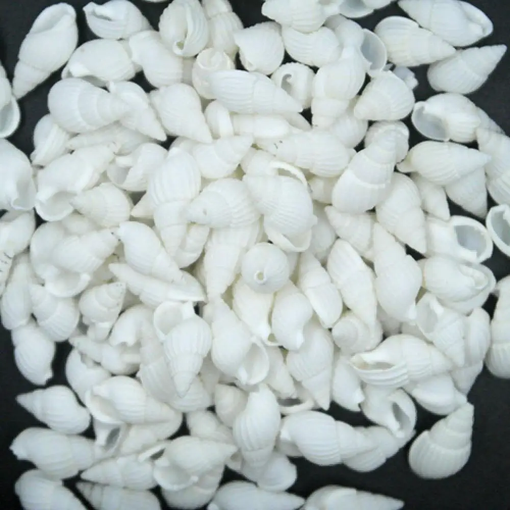 Natural Shell Ornaments 100 Pieces Small Real Sea Shell Conches Xmas Gift