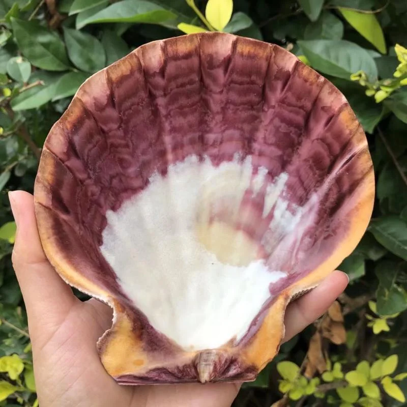 Natural Conch Lion Claw Shell for Fish Tank Decorations Aquarium Landscaping Mediterranean Style Ornaments