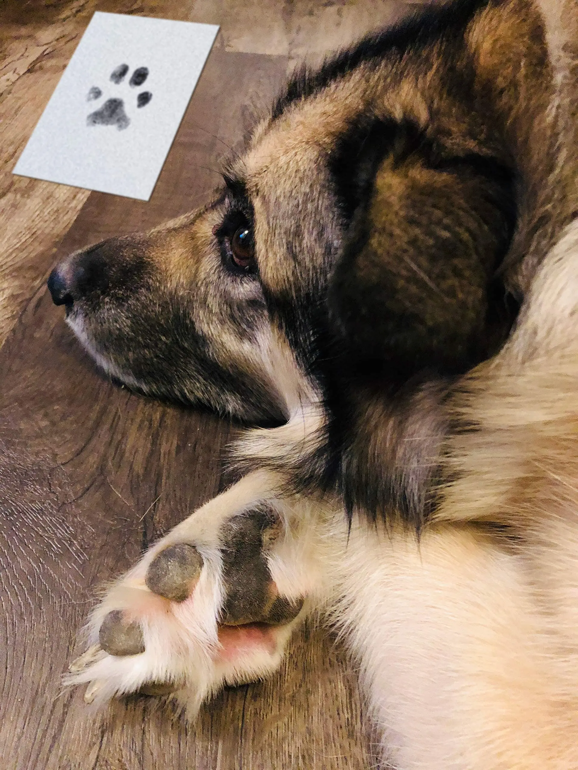 Pet Handprint Stamp Clean Touch Pad for Pet Handprints Footprints