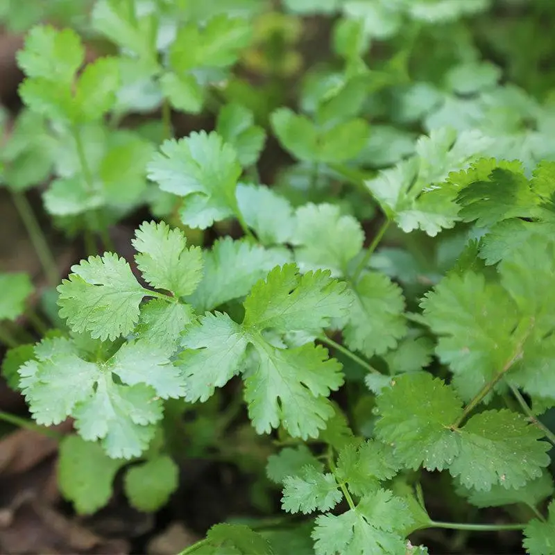 50Pcs coriander