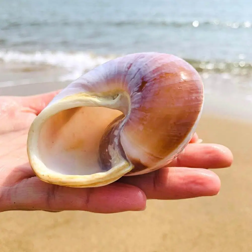 Natural Shell Ornaments Seashell Conch Bread Snail Natural Mediterranean Home Aquarium Collectibles Toys 5-7cm Decoration Gift