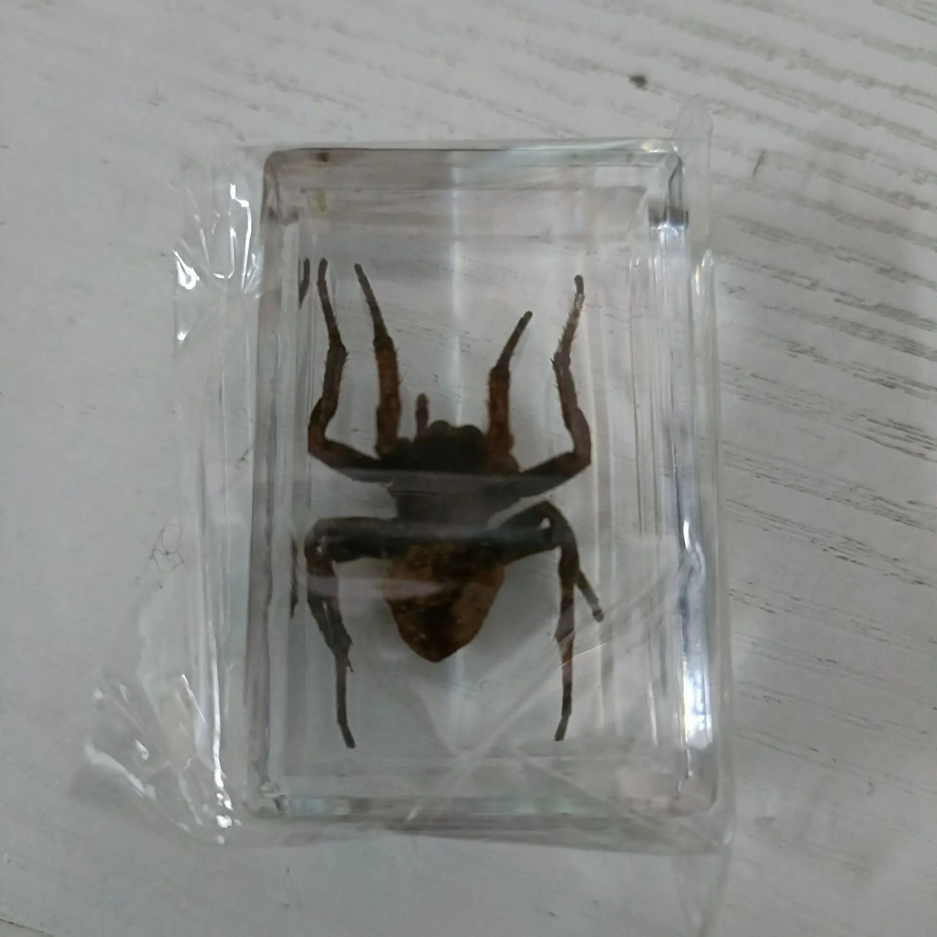 New real insect specimen transparent resin spider autumn beetle scorpion wasp 