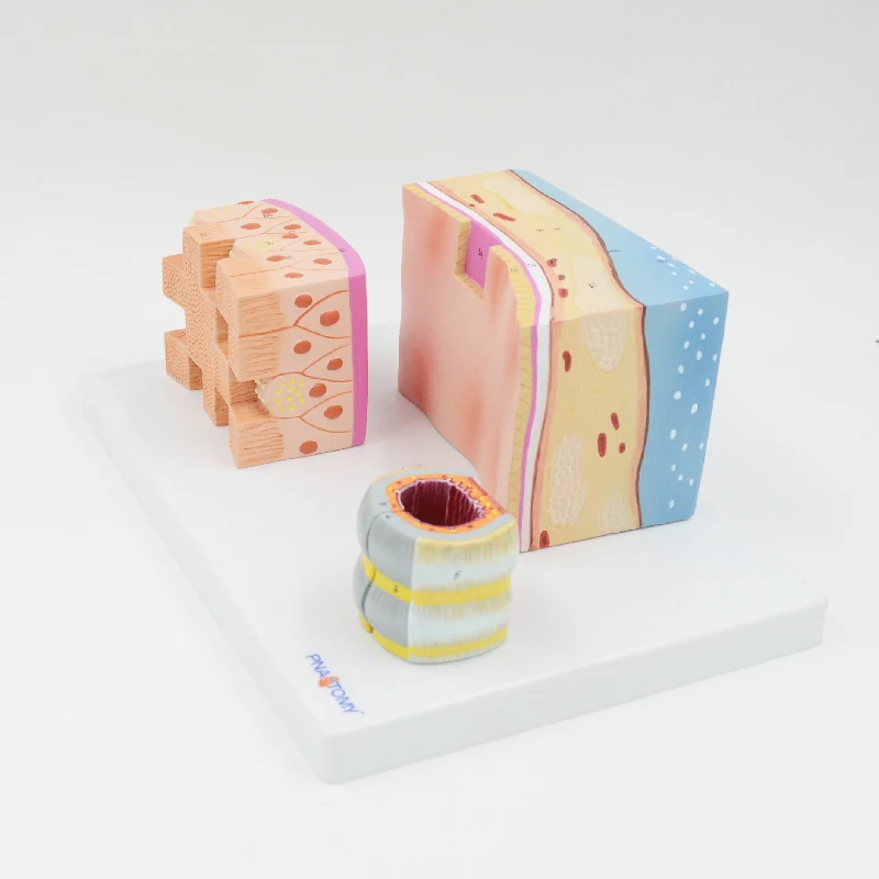 Enlarged Trachea Section Model Human Anatomical Model Educational Equipment Medical Demonstration Teaching Resources