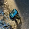 Retro Dragon Claw Golden Eagle Blue Gem Ring for Men & Women Antique Gothic Adjustable Open Ring Alloy Jewelry Lovers Gift 2