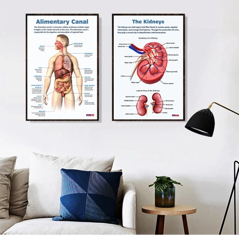 Human Anatomy Body Organ Bones Cells Picture HD Poster Biology Canvas Painting Wall Art Medical School Living Room Home Decor