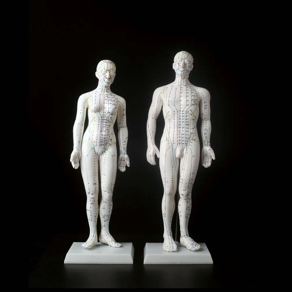 1Pc 자오선 모델 인간 침술 자오선 포인트 모델 남성 및 여성 경혈 모델 의료 교육 교육 장비
