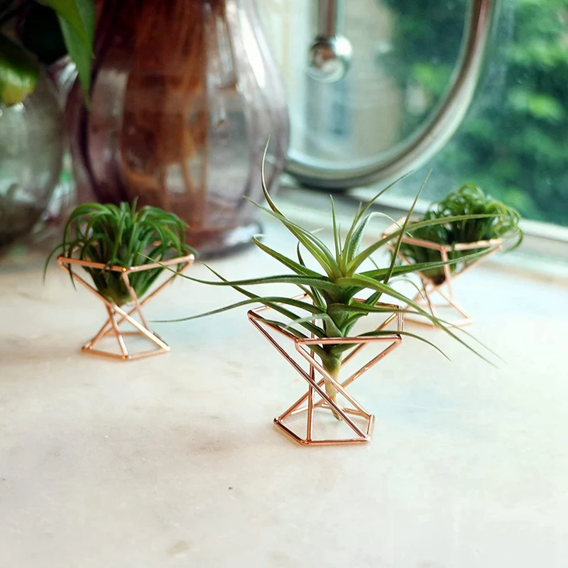 Pack 5 Air Plant Holder Tillandsias Display Purifying Plant Container Fern Stand Plant Stand