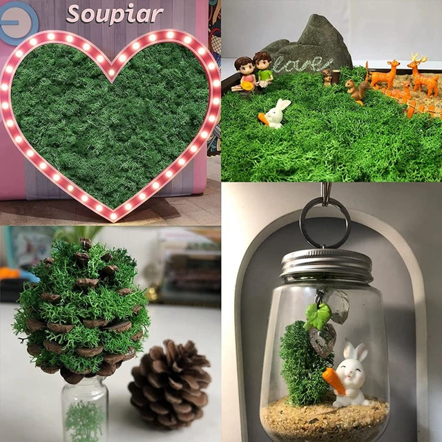 Moss For Potted Plants, Preserved Reindeer Moss For Terrarium
