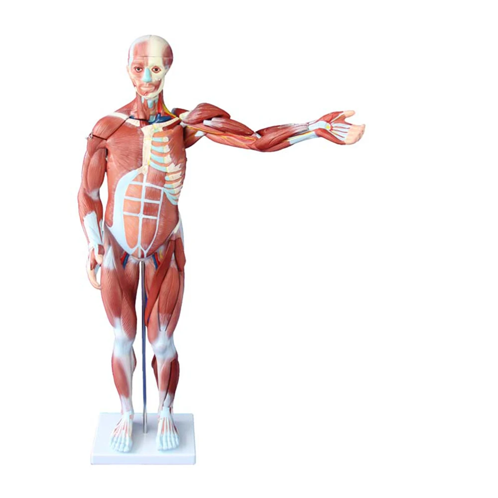 LTM329 80cm plastic human muscle anatomy model