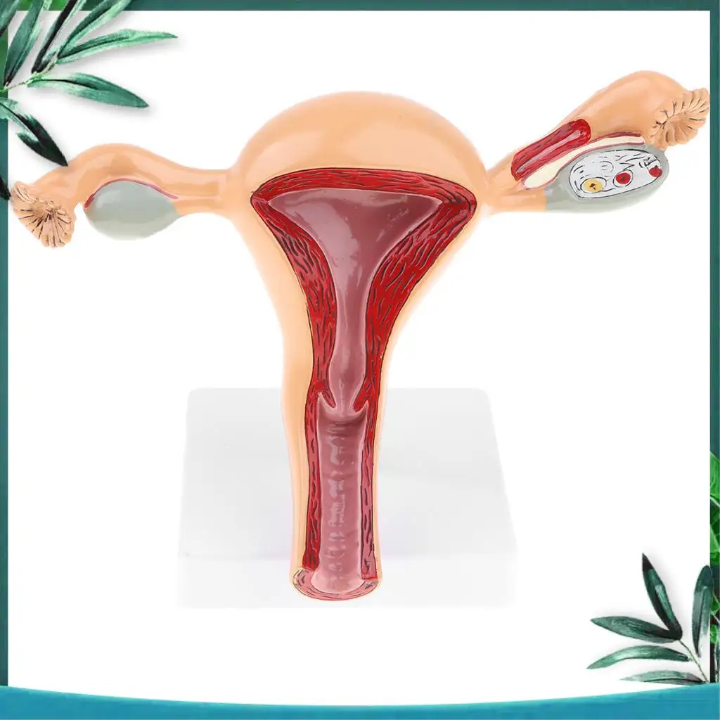 Female Reproductive Anatomy Model 4