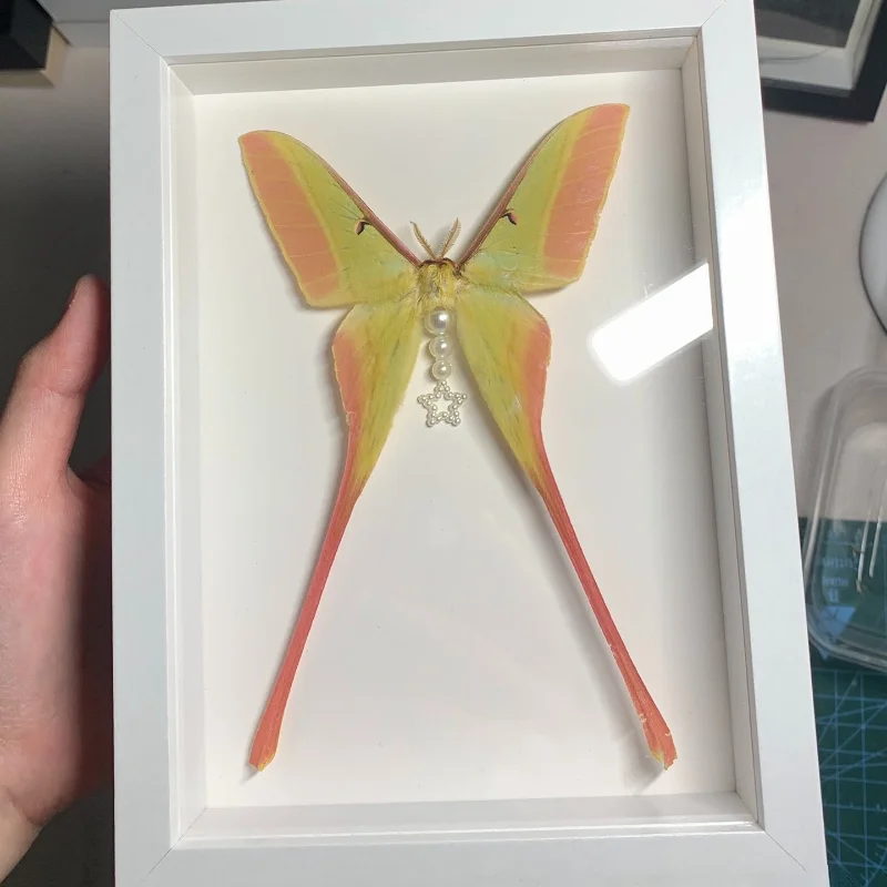 Real insect specimen Actias dubernardi Oberthur Collection hobby DIY crafts home decoration 2