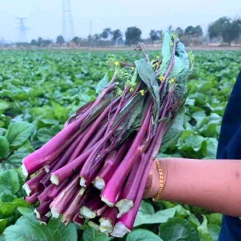 50Pcs Red cabbage