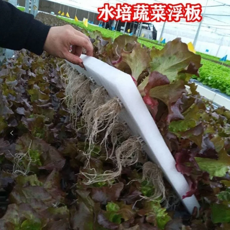 Hydroponic Planting Board 24 Hole Fish Pond Vegetable Planting Floating Plate Balcony Greenhouse Soilless Cultivation Equipment