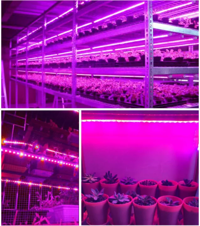 LED Grow Light Full Spectrum USB Grow Light Strip 0.5m 1m 2m 2835 Chip LED Phyto Lamp Plants Flowers Greenhouse Hydroponic