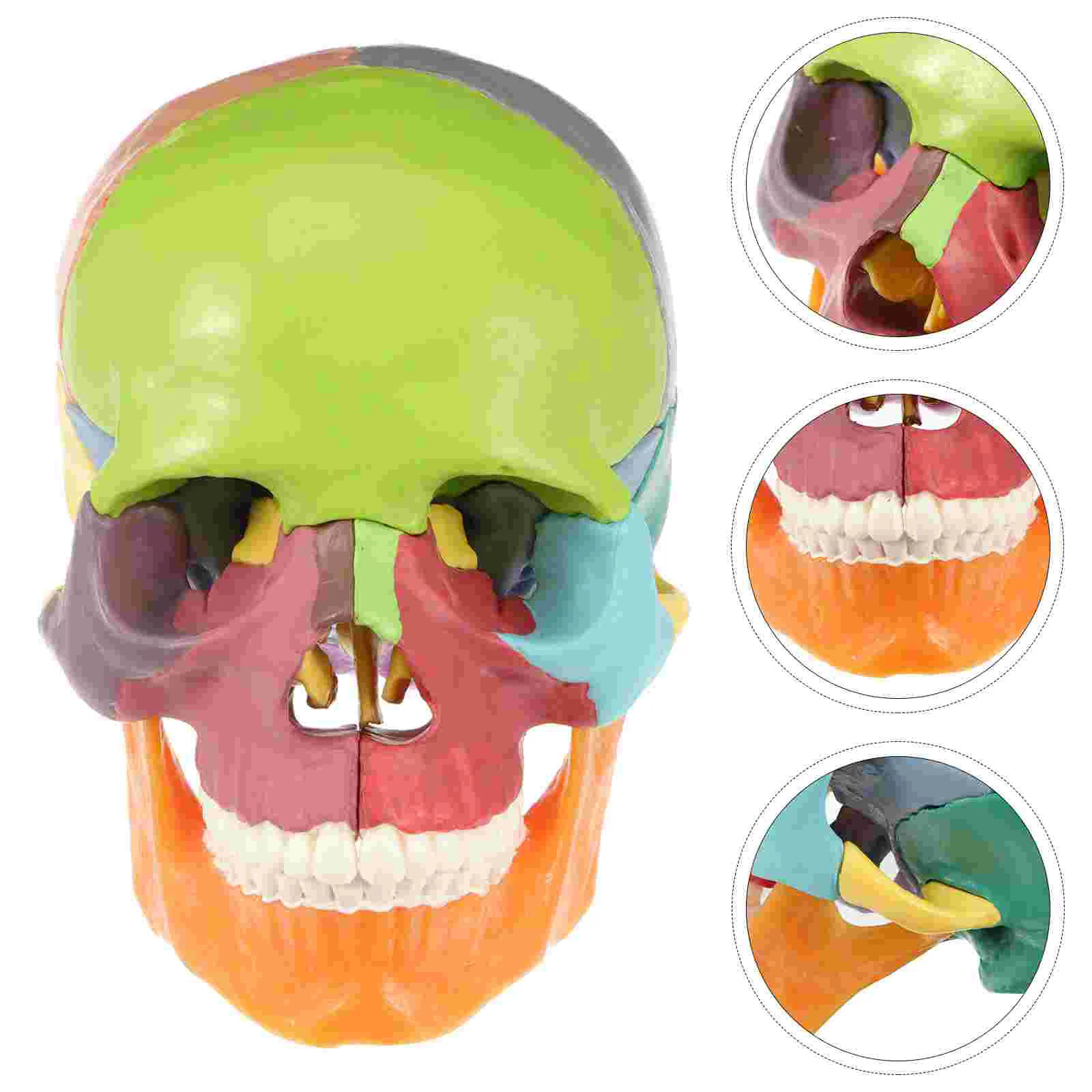 

Медицинская модель черепа, модель человеческого черепа, красочная медицинская анатомическая модель