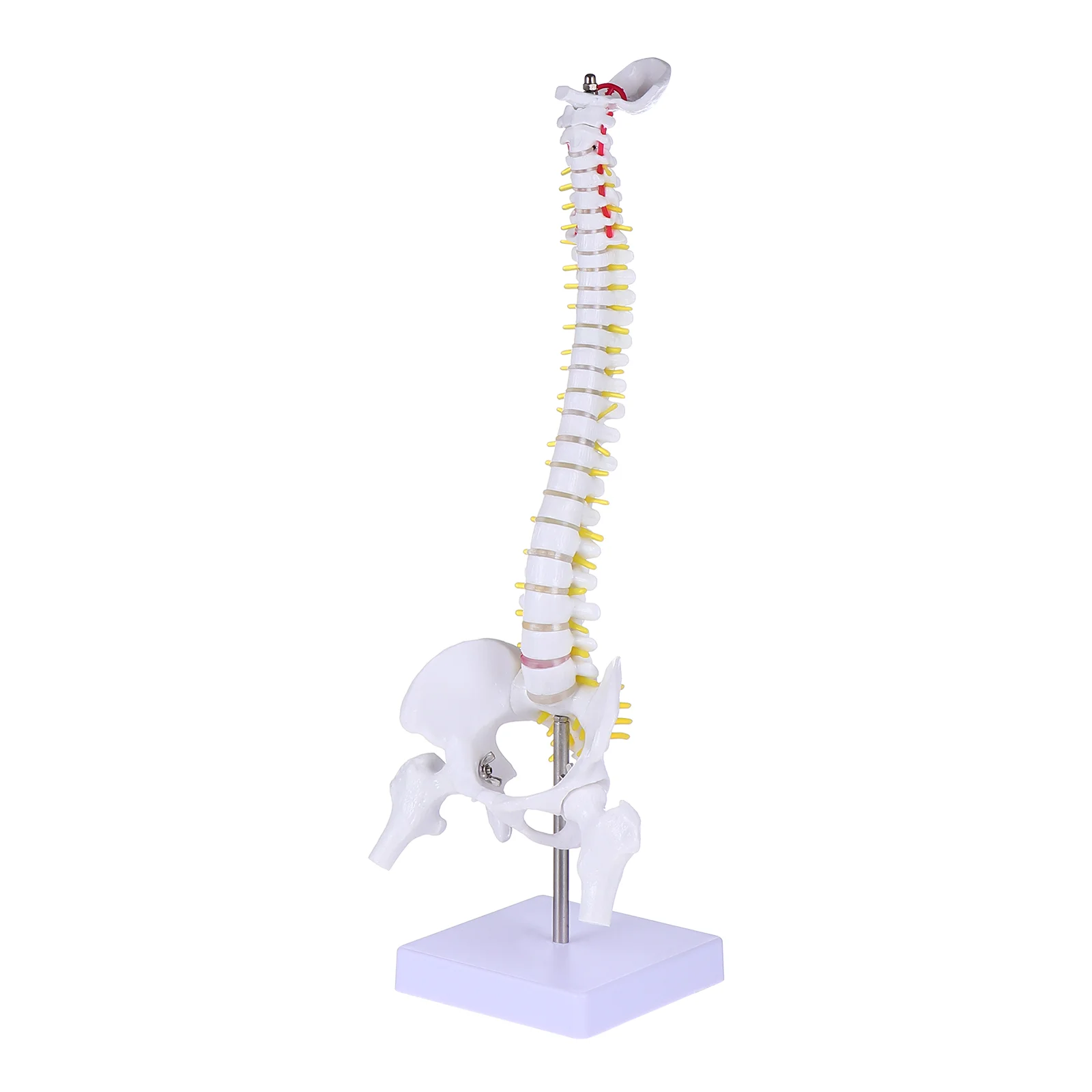 

Spine Model Doctor Spine Model Human Body Tailbone Anatomy Pvc Medical Training