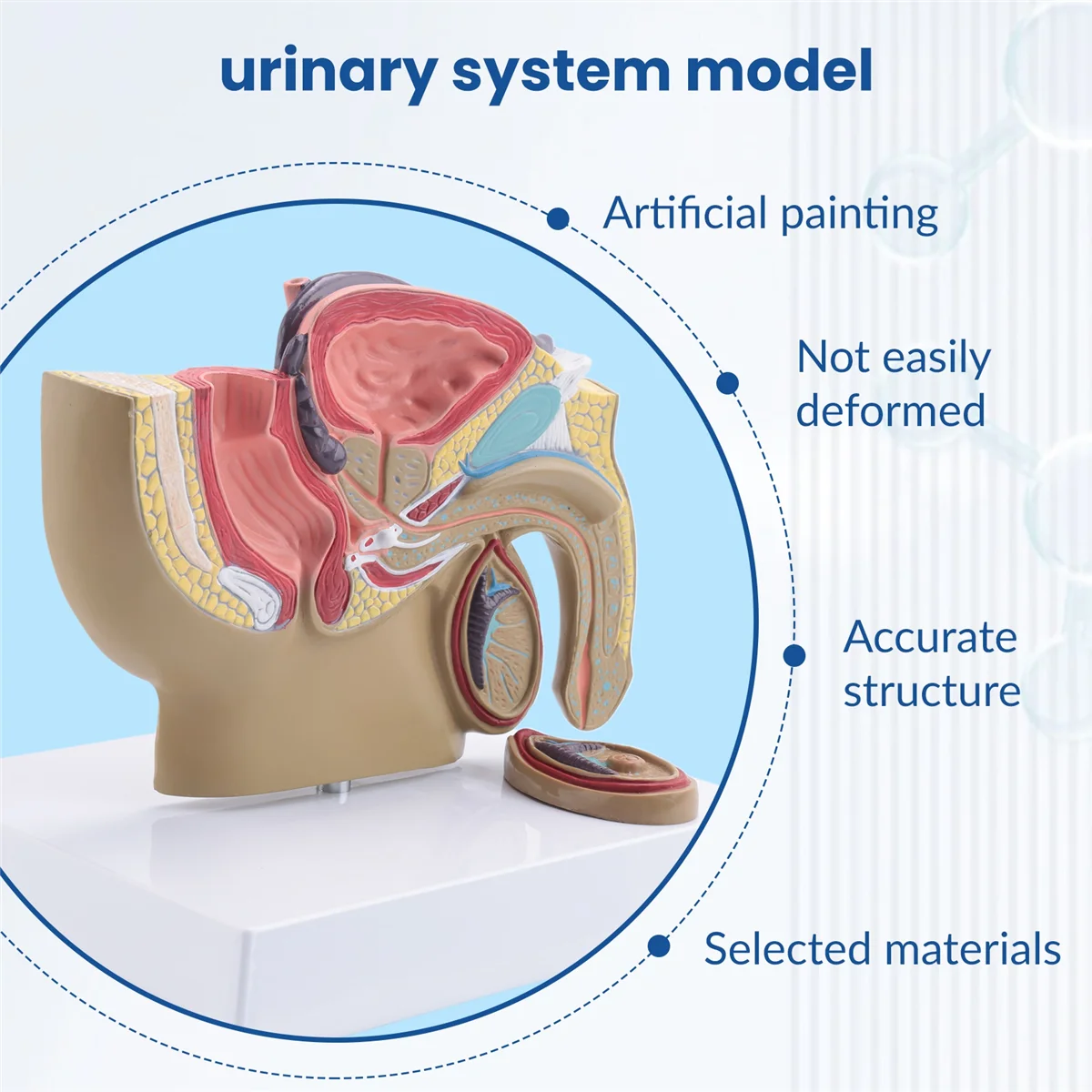 L69A 1:2 남성 골반 시상 단면 고환 전립선 방광 직장 비뇨기 시스템 모델