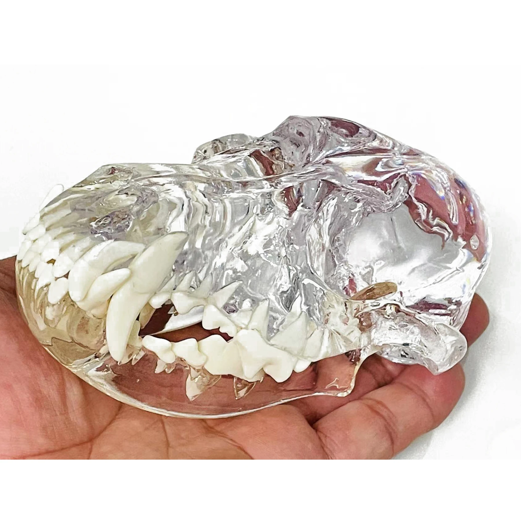 Transparente Hundes chädel zähne anatomisches Modell Zahn tiere Mund kiefer für Bildung Hunde zahn ärztliche Veterinär dekoration Demo