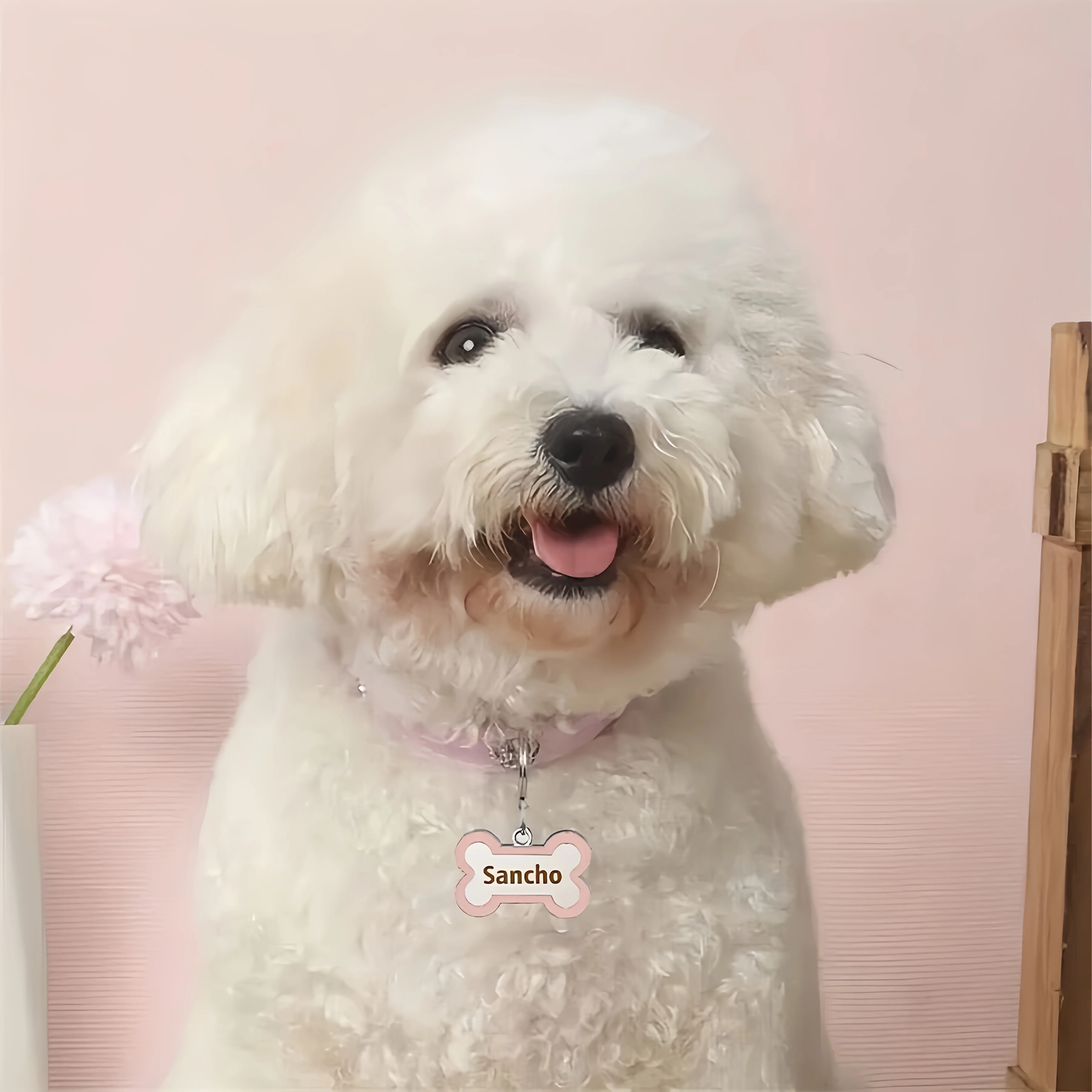 Personalisiertes Hundehalsband aus Leder mit Detailansicht der Gravur/des Anhängers.