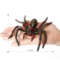 Tarantula A
