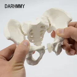 DARHMMY Mini Pelvis Model Human Skeleton Model 1:2 size pelvis Specimen Hip Skeleton Anatomy Medical Tool school education