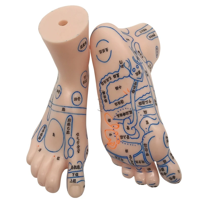 19cm Foot reflex zone massage model, not acupuncture model, Chinese and English code TCM Feet Reflexology, 1 pair