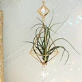 Air plant MS197