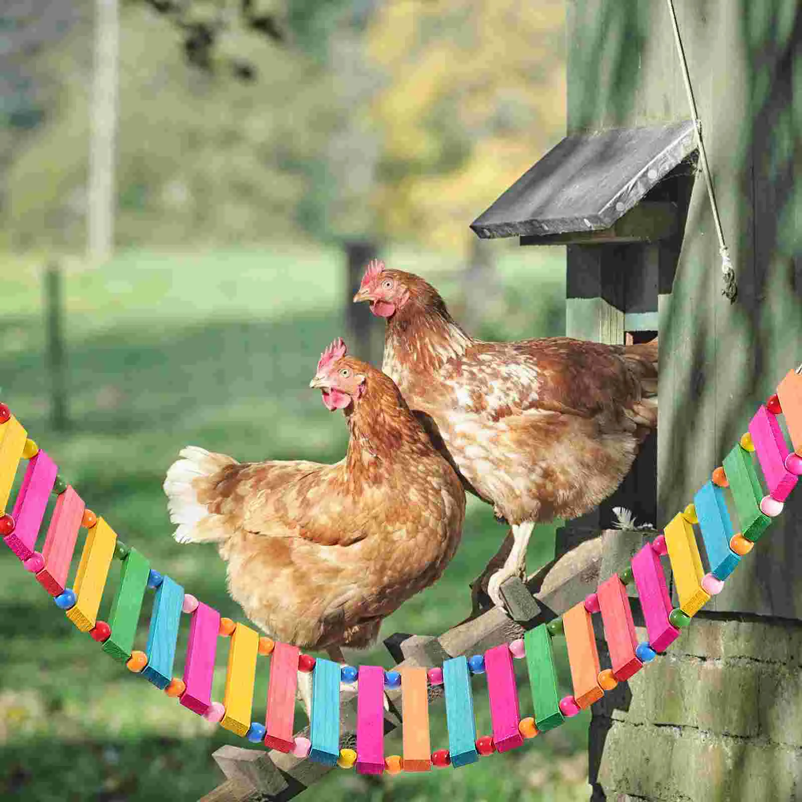 Chicken Ladder 5
