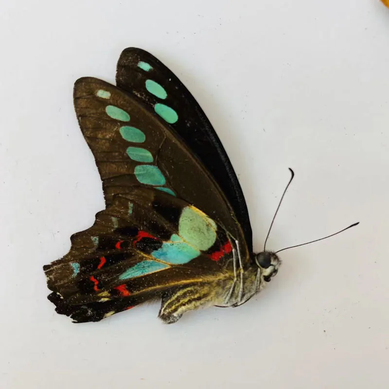 The original butterfly real butterfly specimen has not spread its wings popular science teaching aids handmade diy material 5