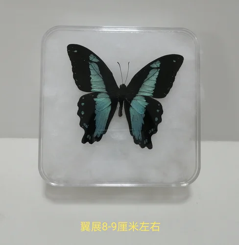 Butterfly Specimen Real Butterfly Specimen Insect Specimen Butterfly Shooting Props DIV Student Teaching Transparent Box Pack 