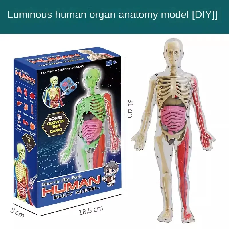 DIY 3D Human Body Model Luminous Mannequin Torso Model Educational Assembly Learning Kids Toys Skeleton Anatomy Organ Teach Tool 6