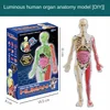 DIY 3D Human Body Model Luminous Mannequin Torso Model Educational Assembly Learning Kids Toys Skeleton Anatomy Organ Teach Tool 6