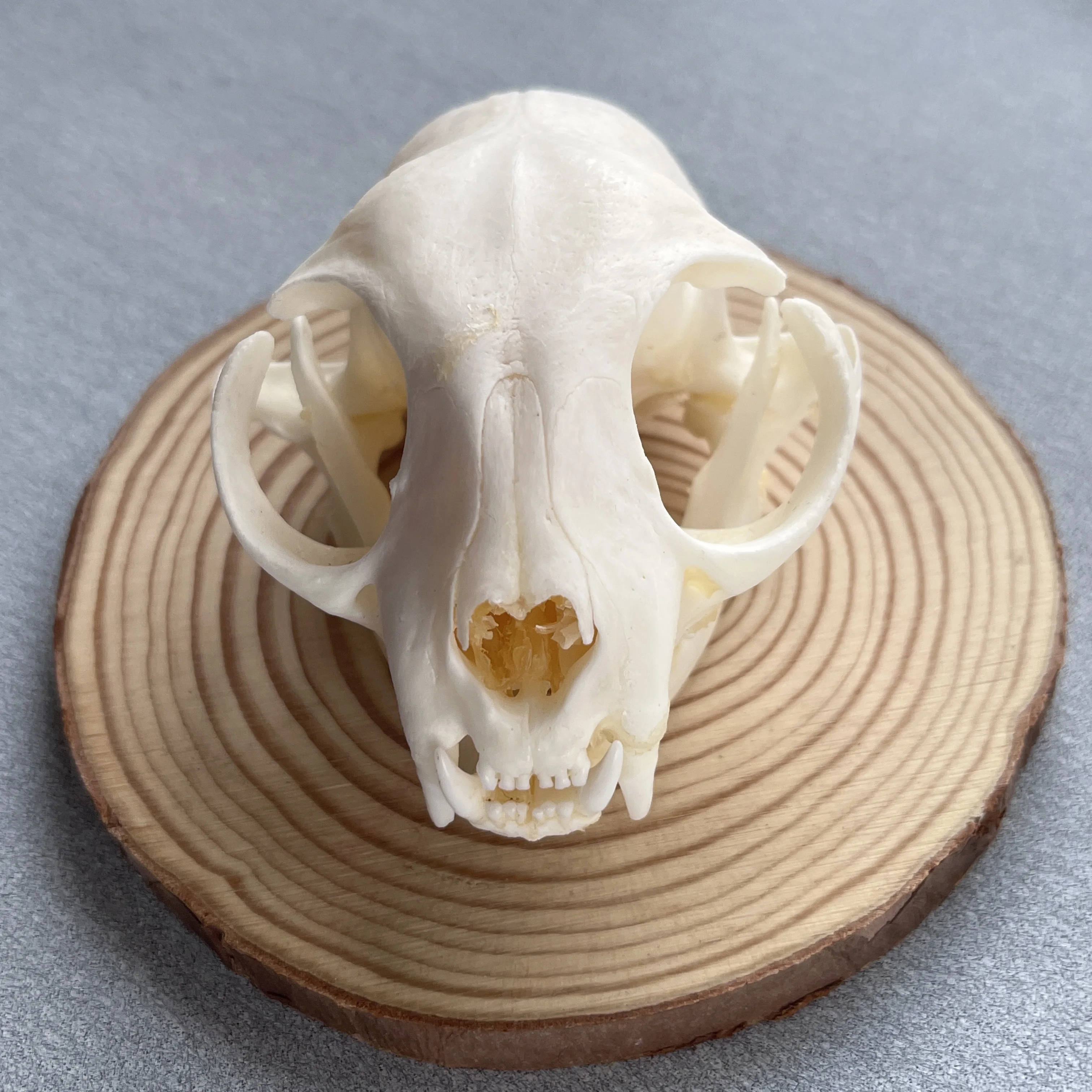 3pcs Taxidermy Combination Real Bone Skull, Home Decor, Specimen Collectibles Study, Special Gifts 3