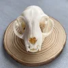 3pcs Taxidermy Combination Real Bone Skull, Home Decor, Specimen Collectibles Study, Special Gifts 3