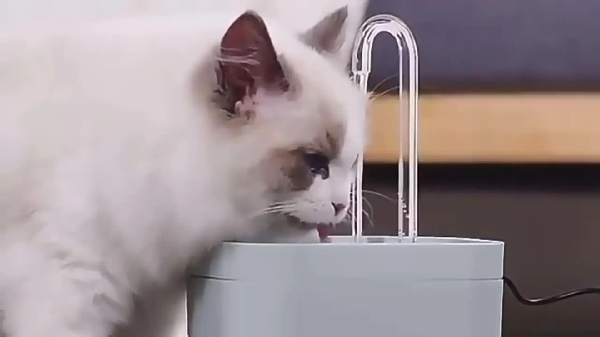 Pet Water Fountain Ultra-Quiet Cat Water Fountain Filter Smart Automatic Pet Dog Water Dispenser Burnout Prevention Pump 1.5L Recirculate Filtrating