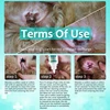 Ear MiteTreatment For Dogs And Cats Pet Ear Cleaners Dogs EarMite Oil Cats EarMite Pet Ear Canals Pet Ear Wash 5