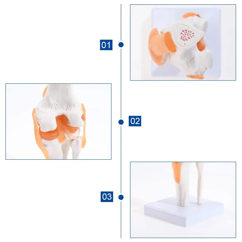 1:1Flexible Human skeleton Knee Joint Anatomy Model with Femur Tibia and Fibula Bone anatomical knee joints Medical Teaching