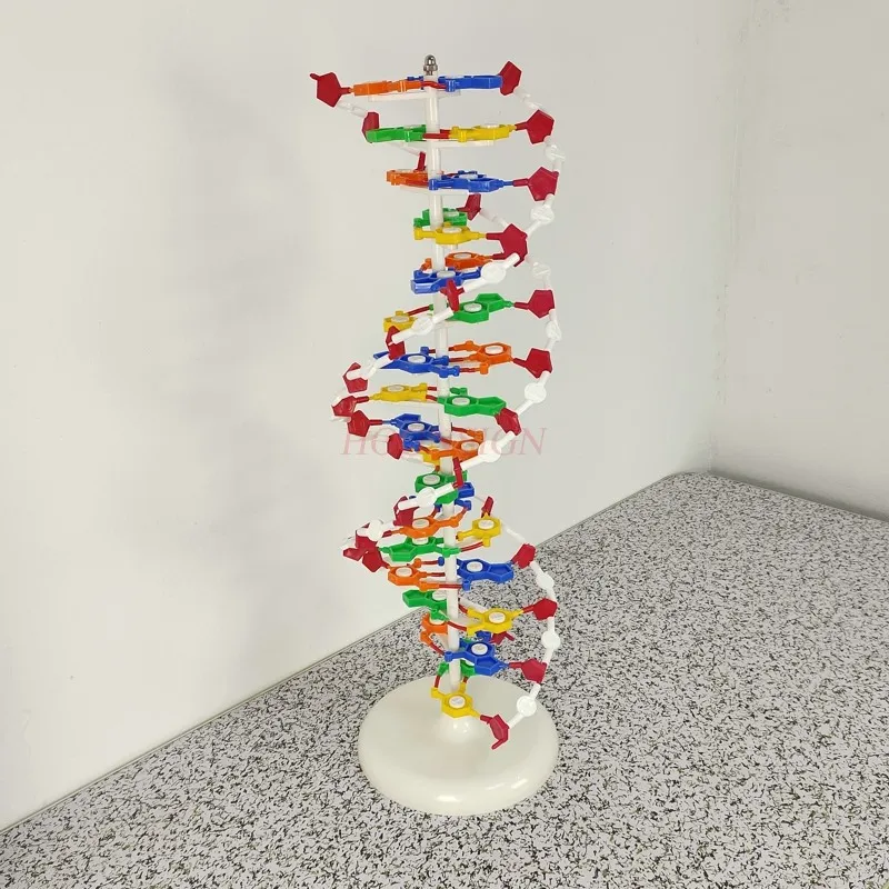 분자 모형 DNA 이중 나선 구조 모델 고등학교 DNA 분자 구조 모형 교구