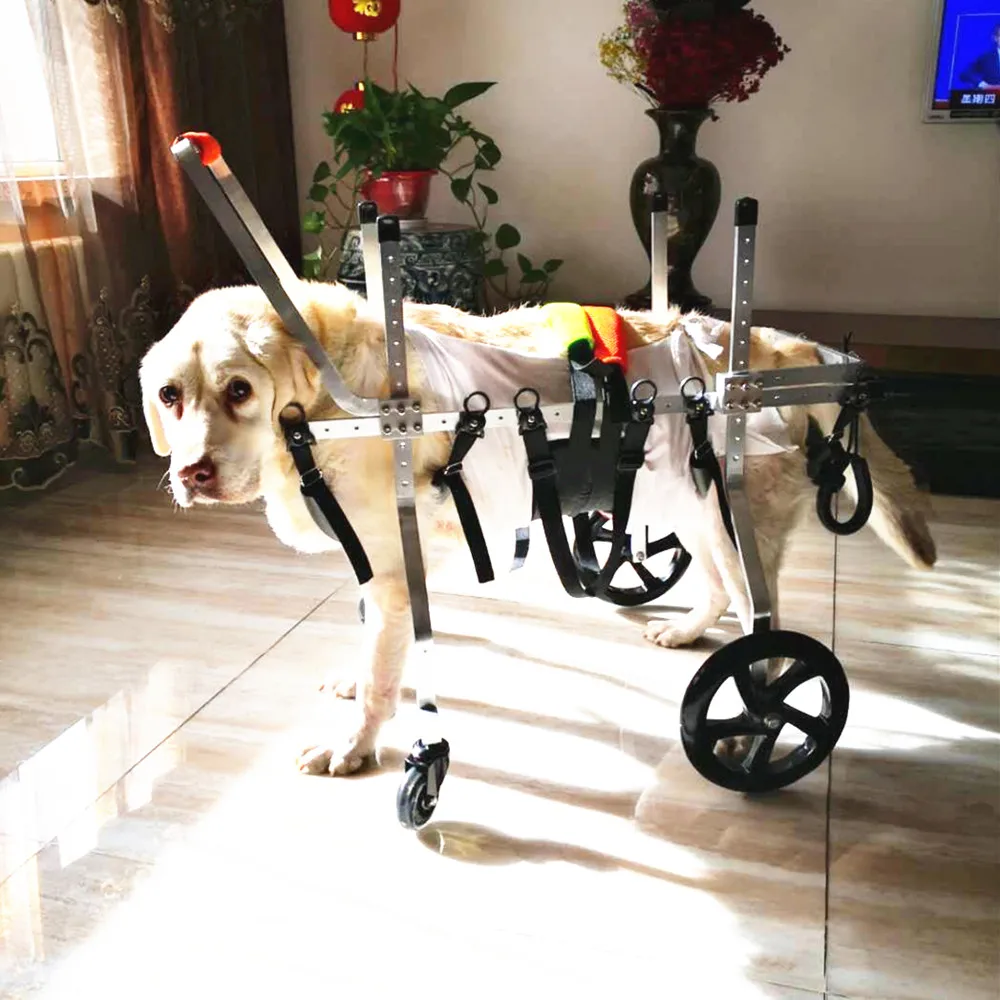Sedia a rotelle per cani per gambe posteriori, carrello per sedia a rotelle per  cani regolabile 2023, ausili per la mobilità per animali domestici  disabili, tutore per gambe per cani e supporto