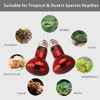 UVA Red Heating Lamp 220V Infrared Glass Bulb Amphibious Accessories for Reptiles Snake Lizards 25W 50W 100W Heating Bulb 2
