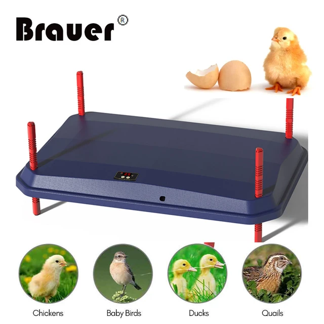 Chick Brooder Heating Plate Temperature Controller - My Favorite