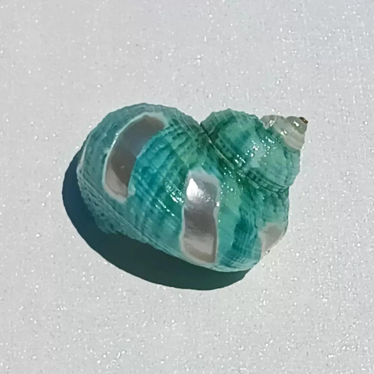3개입 소라 풍차 모양 녹색 오일 달팽이 3.5-4.5cm 헤어밋 크랩 대체 껍질 어항 장식품 가정 장식
