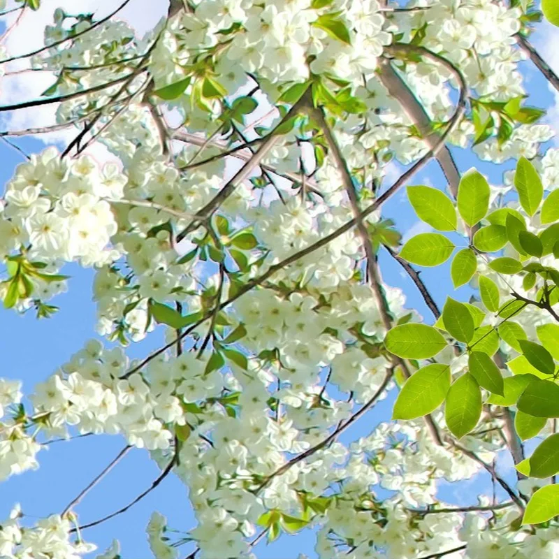 nuvem branca pombos flores folhas verdes sala 03