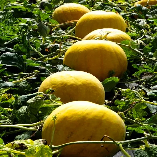 500 G Szerves Komposzt Fulvinsav Szupernövény Műtrágya Alacsony Árú Növényekhez - Image 6