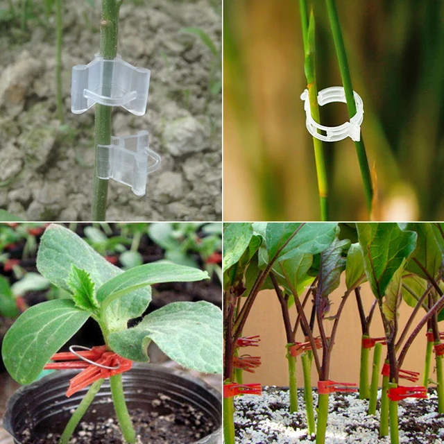 50 db Növényi Oltó Klip Uborka Padlizsán Görögdinnye Műanyag Palánta Bilincs Zöldségtartótámogatás Rögzítése Újrafelhasználható - Image 6
