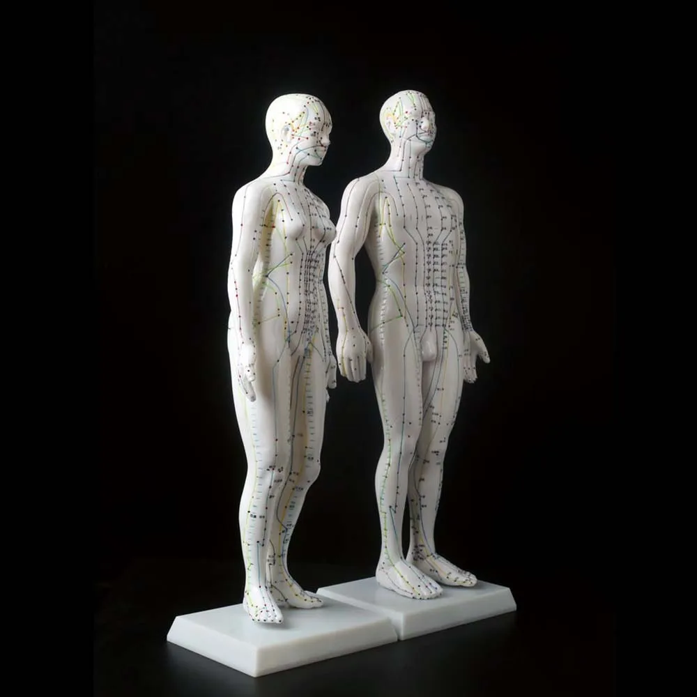 1Pc 자오선 모델 인간 침술 자오선 포인트 모델 남성 및 여성 경혈 모델 의료 교육 교육 장비