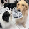 Tearproof Dog Sound Chew Toy Simulated Squeak Newspaper Playing Card K Q J Teeth Resistant Corgi Teddy Puppy Pet Interactive Toy 5